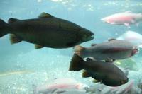 Parkanlage Rainbow Springs 