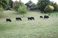 Übernachtung bei einer Gastfamilie auf einer Farm