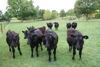 Übernachtung bei einer Gastfamilie auf einer Farm