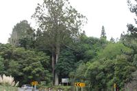 Coromandel Halbinsel 