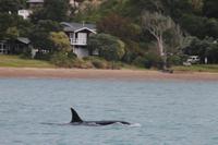 Bay of Islands - Whalewatching Tour