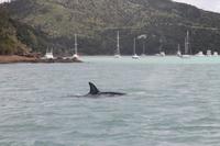 Bay of Islands - Whalewatching Tour