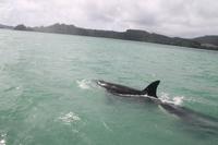 Bay of Islands - Whalewatching Tour