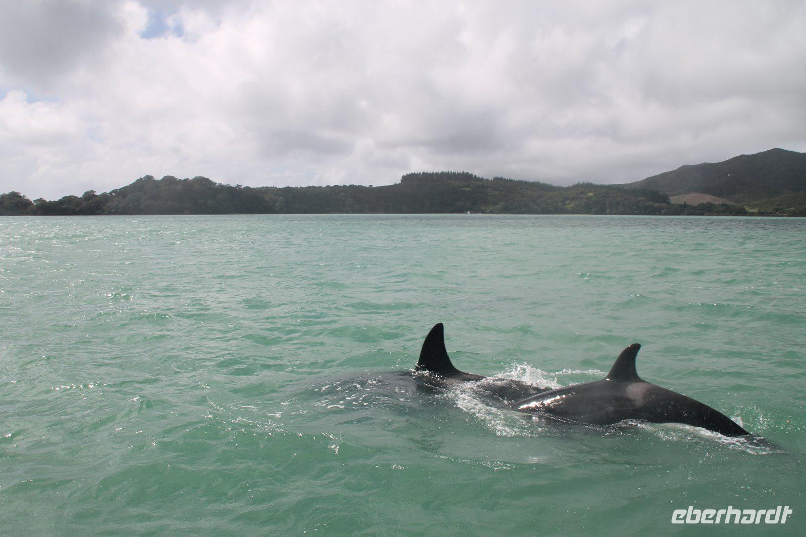 Bay of Islands - Whalewatching Tour