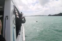 Bay of Islands - Whalewatching Tour