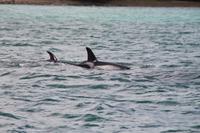 Bay of Islands - Whalewatching Tour