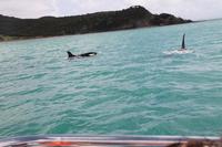 Bay of Islands - Whalewatching Tour