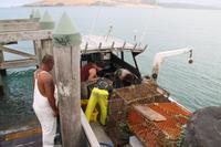 Fahrt zum Kauriwald - Lobsterfischer