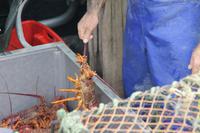 Fahrt zum Kauriwald - Lobsterfischer