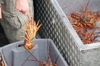 Fahrt zum Kauriwald - Lobsterfischer