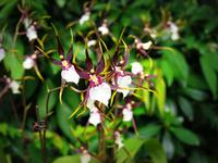 Singapur, Orchideengarten