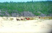 90 Mile Beach, Wildpferde