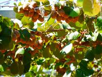 Kiwi Fruit