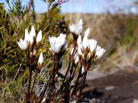 Tongariro Nationalpark