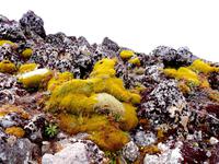 Tongariro Nationalpark, Tama Lakes