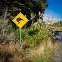 Vorsicht Kiwis!
