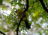 Bellbird