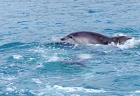 Abel Tasman Nationalpark