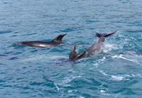 Abel Tasman Nationalpark