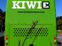 Kiwi in Sicht