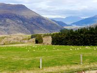 viele glückliche Schafe