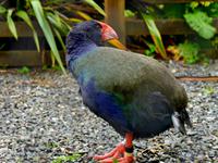Takahe