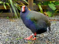 Takahe