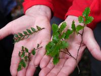 Black-, Mountain-, Red Beech