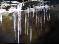 Glühwürmchen Te Anau