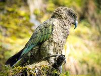 Kea