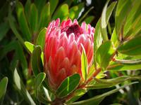 Baldwin Street Dunedin