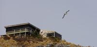 Albatross Otago Halbinsel