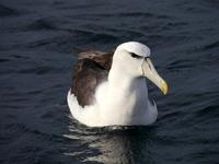 Albatross Otago Halbinsel