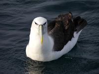 Albatross Otago Halbinsel