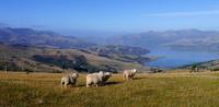 Banks Peninsula