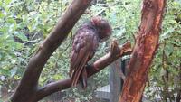 1196 Rotorua -  Park Rainbow-Springs - Kaka
