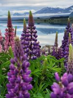 12-002 Lake Tekapo