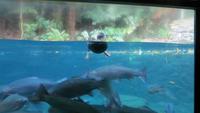 1202 Rotorua -  Park Rainbow-Springs - Forellen