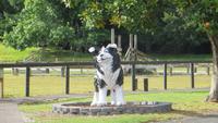 1275 Rotorua - Besuch der Show im Agrodom