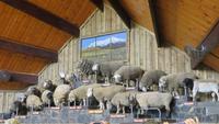 1280 Rotorua - Besuch der Show im Agrodom -die neunzehn in Neuseeland vorkommenden Schafrassen
