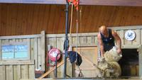 1285 Rotorua - Besuch der Show im Agrodom -