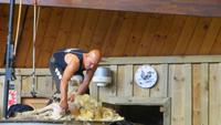 1288 Rotorua - Besuch der Show im Agrodom -