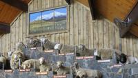 1292 Rotorua - Besuch der Show im Agrodom -