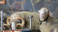1295 Rotorua - Besuch der Show im Agrodom -