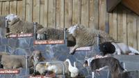 1299 Rotorua - Besuch der Show im Agrodom -