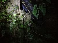 Nachtspaziergang zu den Glühwürmchen