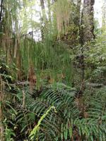 Spaziergang durch den Busch am Ship Creek