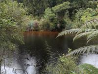 Spaziergang durch den Busch am Ship Creek
