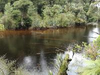 Spaziergang durch den Busch am Ship Creek