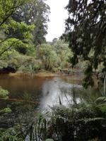 Spaziergang durch den Busch am Ship Creek